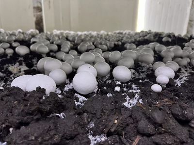 江都大橋 科技賦能蘑菇產(chǎn)業(yè)，智能種植與生物基材料研發(fā)引領(lǐng)綠色未來